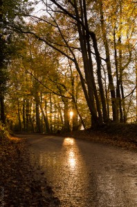 Autumn sun through beech trees, Bulmore Road, Monmouthshire