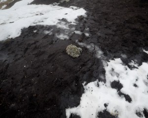 Peat and Snow in Contrast
