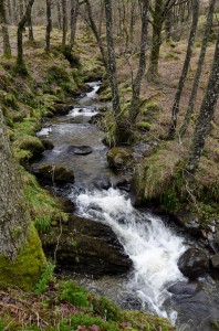 Cascading stream (burn) full of water in woodland