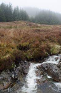 Low cloud (clag) closes in on us and the pine trees.