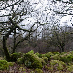 Enchanted woodland - twisted lichen adorned trees and moss covered boulders