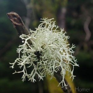 Lichen growing in the woodland