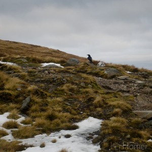 Ian Homer Photography. A ravenous raven after scraps of food on Ben Lomond in Winter.