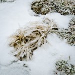 Ian Homer Photography. Ice encrusted grasses on the slopes of Ben Lomond.