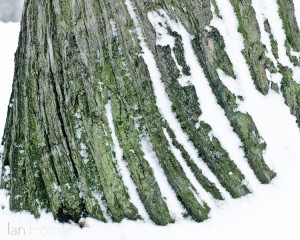 Greenwich Park, London. Close up of bark on a sweet chestnut tree.