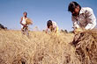 Family harvesting rice in Brahmaputra valley