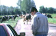 Steven Waters chats to a driver waiting for cows